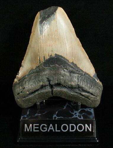 Bargain Megalodon Tooth #4983